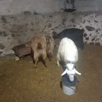 بز جوان|حیوانات مزرعه|چالدران, |دیوار