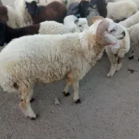 گوچ|حیوانات مزرعه|قلعه گنج, |دیوار