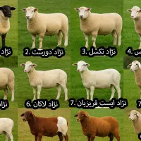 ذبح وقصابی گوسفند وعقیقه شبانهروزی درمحل شما
