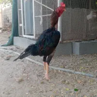 پسند شود در خدمتم