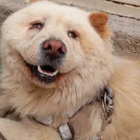 سگ چاوچاو اصیل آماده جفت گیری