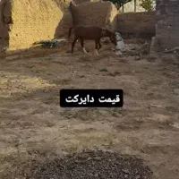 فوری|اسب و تجهیزات اسبسواری|زنجان, |دیوار