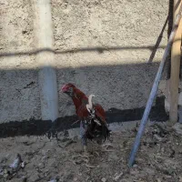 خروس|حیوانات مزرعه|حبیب آباد, |دیوار