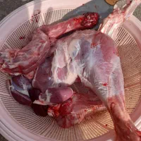 بوقلمون زنده گوشت ضد سرطان ارگانیک مرغ زنده گوشتی|حیوانات مزرعه|قم, شهدا|دیوار