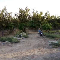باغ 3000متر انار خرمالو انگور