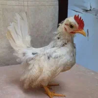خروس جاپنیز سه ماهه