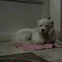 سگ سامویید خندان|سگ|شیراز, تاچارا|دیوار