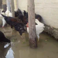 مرغ وخروس سیاه قربانی خونی خروس محلی مرغ سفیدتخمی|حیوانات مزرعه|مشهد, کوی سیدی|دیوار