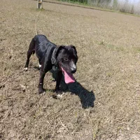 سگ پیتبول ماده