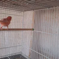 قناری سرخ ردفکتور|پرنده|ساوه, |دیوار