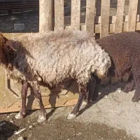 میش بره دار درجه یک افشاری درشط قلم دار