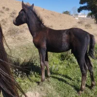 سه عدد کره|اسب و تجهیزات اسبسواری|نیر (اردبیل), |دیوار