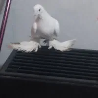 کبوتر پاپر سفید چرخی|پرنده|میاندوآب, |دیوار