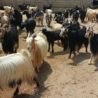 گله بز|حیوانات مزرعه|ناغان, |دیوار