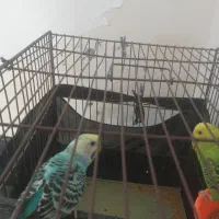 پرنده عشق