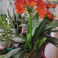 فروش گل خورشیدی