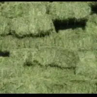 بیده یونجه پرس کیلویی ۶۰ هزار تومان