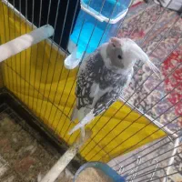 آلبینو ابلغ