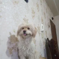 واگذاری غیر رایگان مادر و دختر|سگ|بومهن, |دیوار