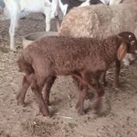 یک گوسفند با بره نر در حمیدیه طراح یک بفروش میرسد