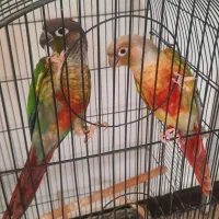 جفت گرینچیک