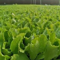 تولید نشاء انواع بامیه و هندوانه و خربزه و..