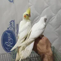 جوجه عروس هلندی خورموج|پرنده|خورموج, |دیوار