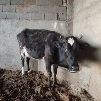 گاو وگوساله سیمینتال