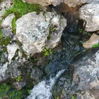 یه پرنده تو ماشین مونده