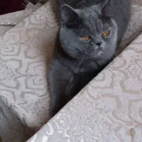 گربه ماده برای جفت|گربه|ری, سیزده آبان|دیوار