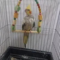 فروشی عروس هلندی گلباقالی