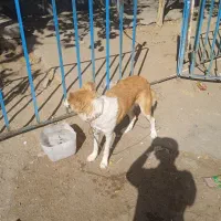 سگ نگهبان باهوش و تربیت شده