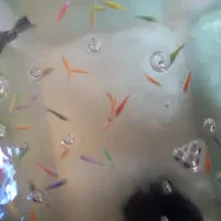 ۱۰۰ عدد زبرا رنگی