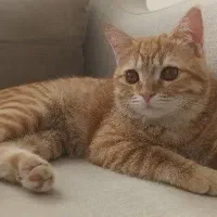 واگذاری گربه