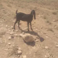 سلام بزدوقلوزافروشی
