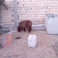 بره رامشیر