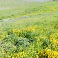 فروش-زمین