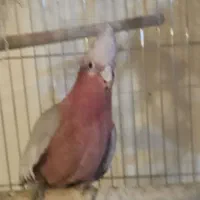 گلاروز پرنده ماده