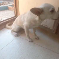 اشپیتز روباهی|سگ|یزد, |دیوار