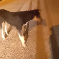 گمشده حتما بخون|حیوانات|اهواز, گلستان|دیوار