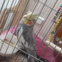 عروس هلندی نر سخنگو