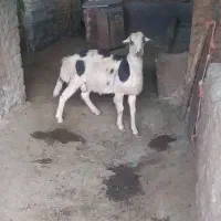 قوچ بره تخمی افشاری غزل پلنگی