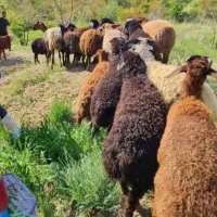 گوسفند زنده پرواری نصف‌ونصف گوشت میده