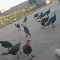 ۱۸تا بوقلمون سر حال جوجه امسال|حیوانات مزرعه|میاندوآب, |دیوار
