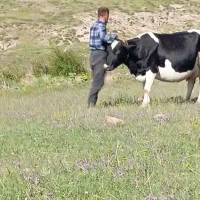 گاو 3دوغجاغ تزمینی میدم 10 کیلو شیر میدن