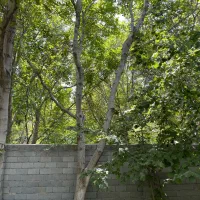 باغ ویلایی در باغشهر اسکو با سند و برق و آب موتور|فروش خانه و ویلا|تبریز, |دیوار