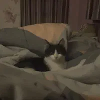 واگذاری گربه