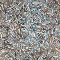 تخمه افتابگردان s۴۰۰