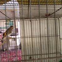 قناری نر و ماده