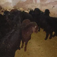 20عددبره قره قزل